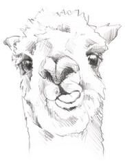 graphic sketch of a llama 