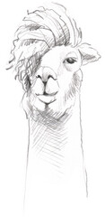 graphic sketch of a llama 