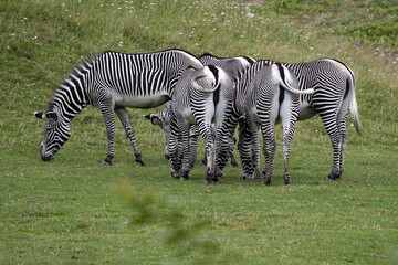 Fototapeta na wymiar Grevy's Zebra, Equus Grevyi, always graze in herds. The tails of the insect