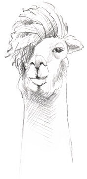 graphic sketch of a llama 
