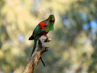 Curious Red Winged Parrot