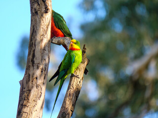 Parakeet Looks Right