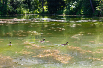 Duck on water scene. Duck water. Duck swim. Ducks swimming water