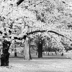 Japan cherry blossom in Hirosaki. Black and white Japan.