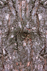 Pine tree bark with knot close - up view, pine bark texture close - up view