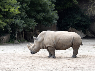 Southern White Rhinoceros, Ceratotherium simum simum, closely observes surroundings