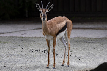 Thomson's Gazelle, Eudorcas Thompsonia, is a typical African antelope.