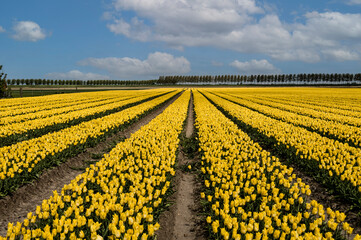 yellow tulips in field in holland