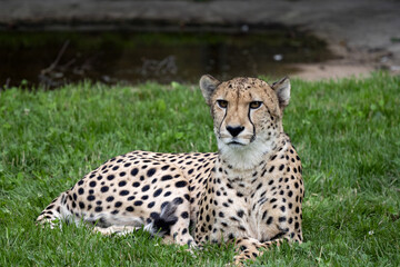 Cheetah, Acinonyx Jubatus, lies and carefully observes surroundings