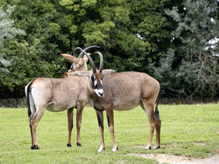 Naklejka na ściany i meble Two female roan antelope, hippotragus equinus, standing on pasture