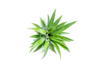 Pineapple cultivar isolated on white background.