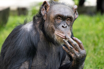 African Chimpanzee, Pan Troglodytes, the facialmims of these primates have a lot to do with man