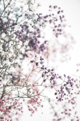 Colorful gypsophila airy masses of small flowers. Photo with selective focus