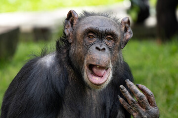 African Chimpanzee, Pan Troglodytes, the facialmims of these primates have a lot to do with man