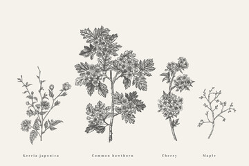 Fototapeta premium Set with flowering branches trees.