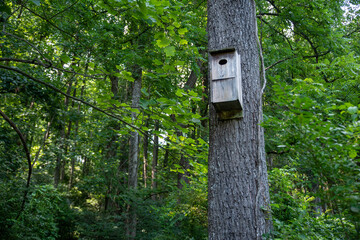 A wooden birdhouse on a textured tree trunk in the green woods