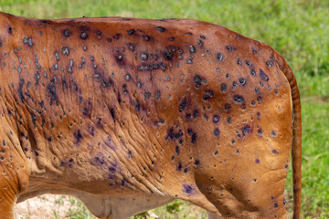 Cow close up suffering from Lumpy skin disease on mouth and body. - obrazy, fototapety, plakaty