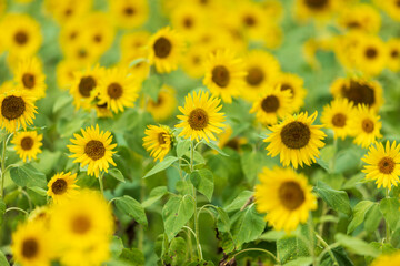 ヒマワリ畑一面に咲くヒマワリ達