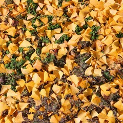 Japan ginkgo leaves