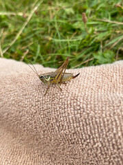 Green grasshopper or common grasshopper Tettigonia viridissima close up