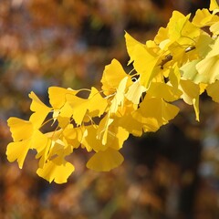 Osaka ginkgo