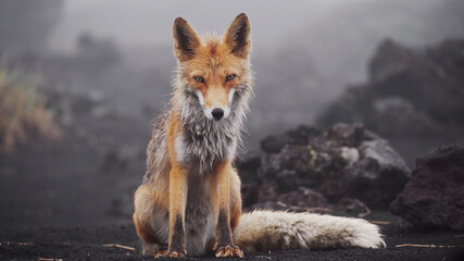 Fototapeta Funny red fox in Kamchatka. Wet fox in natural conditions. Beautiful orange coat animal nature. Wildlife Europe. Detail close-up portrait of nice fox. obraz