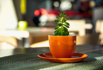 A close-up of a green succulent in the orange flower-pot against blurred background