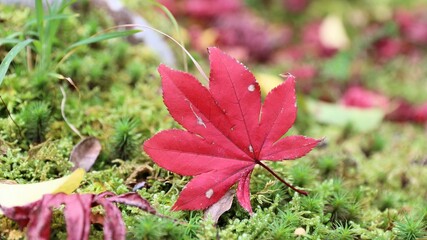 Japan maple leaf