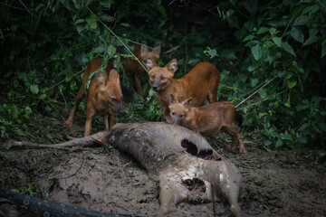 Asian wild dogs and family eating deer after hunted beside Lamtakong canal in the Khao Yai national park Thailand. The wildlife in the forest of Thailand.