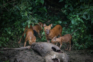 Asian wild dogs and family eating deer after hunted beside Lamtakong canal in the Khao Yai national park Thailand. The wildlife in the forest of Thailand.