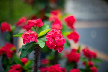 Close up photo of red anise flower and blurred background