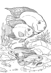 Aquarium with blood parrot cichlid and kribensis. Fishes for coloring. Colorful fish with their eggs. Drawing for coloring book.