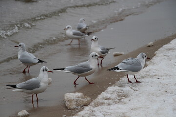 seagulls on the beach in the winter