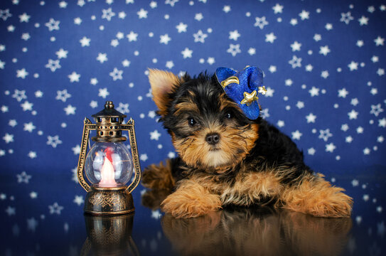 yorkshire terrier cute puppy studio photo pet
