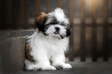shih tzu dog cute puppy magical portrait of pet in nature
