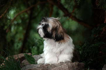 Naklejka na ściany i meble shih tzu dog cute puppy magical portrait of pet in nature 
