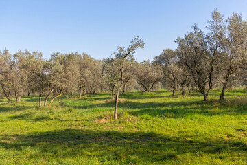 Olive Tree France