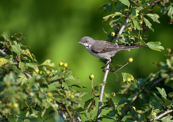 Fototapeta premium Young lesser whitethroat (Curruca curruca) shot in natural habitat on a branch and bushes against a blurred green background