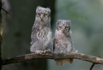 Eurasian scops owl chicks are photographed individually and together. Birds sit on a dry branch of...