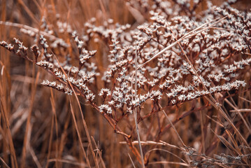 Close-up photo of a beautiful plant in the field