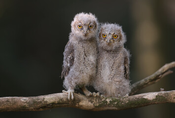 Eurasian scops owl chicks are photographed individually and together. Birds sit on a dry branch of...