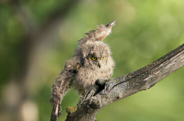 A Eurasian scops owl chick is filmed sitting on a branch in the soft evening light.