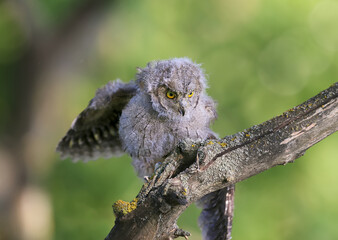 Eurasian scops owl chicks are photographed individually and together. Birds sit on a dry branch of a tree against a blurred background in the rays of the soft evening sun.