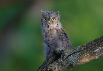 Eurasian scops owl chicks are photographed individually and together. Birds sit on a dry branch of a tree against a blurred background in the rays of the soft evening sun.