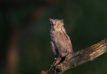 Eurasian scops owl chicks are photographed individually and together. Birds sit on a dry branch of a tree against a blurred background in the rays of the soft evening sun.