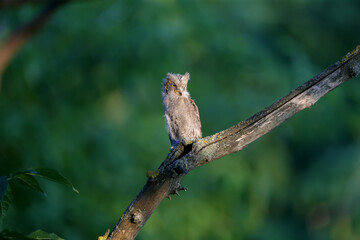 Fototapeta premium Eurasian scops owl chicks are photographed individually and together. Birds sit on a dry branch of a tree against a blurred background in the rays of the soft evening sun.