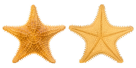 Brown starfish isolated on white background. Front and back side of starfish. Oreaster reticulatus. 