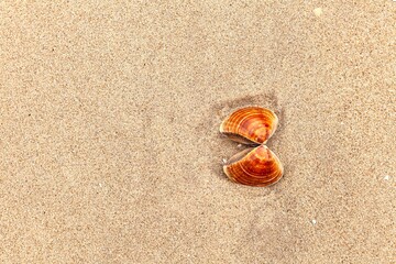 Brown shells are patterned on clean light brown sand at a clean beach