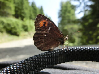 Fototapeta premium Schmetterling