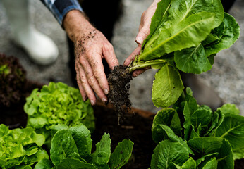 Hands picking organic fresh agricultural lettuce - obrazy, fototapety, plakaty